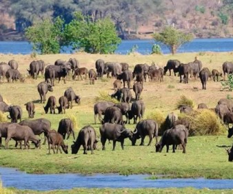 Zimbabwe wildlife games and Safari